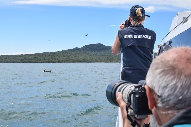 Auckland Dolphin and Whale Watching Eco-Safari Cruise - Is $135.91 good value?
