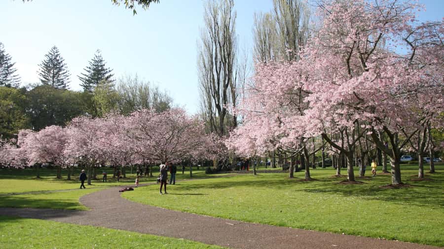 Auckland: Full-Day City Tour - What this Auckland day tour is really for