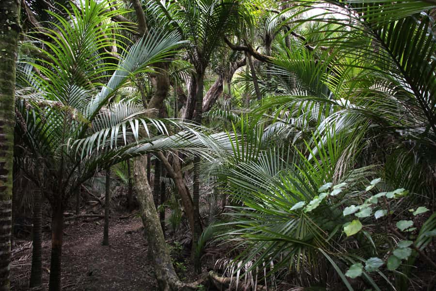 Auckland: Half-Day Private City Highlights Tour - A short rainforest walk in the city