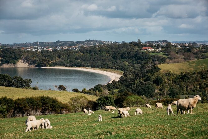 Auckland Hidden gem Tour - Key points to know before booking