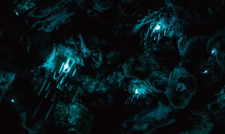 Auckland: Inner-City Glowworm Experience in Ancient Volcano - Why this Auckland glowworm walk is different