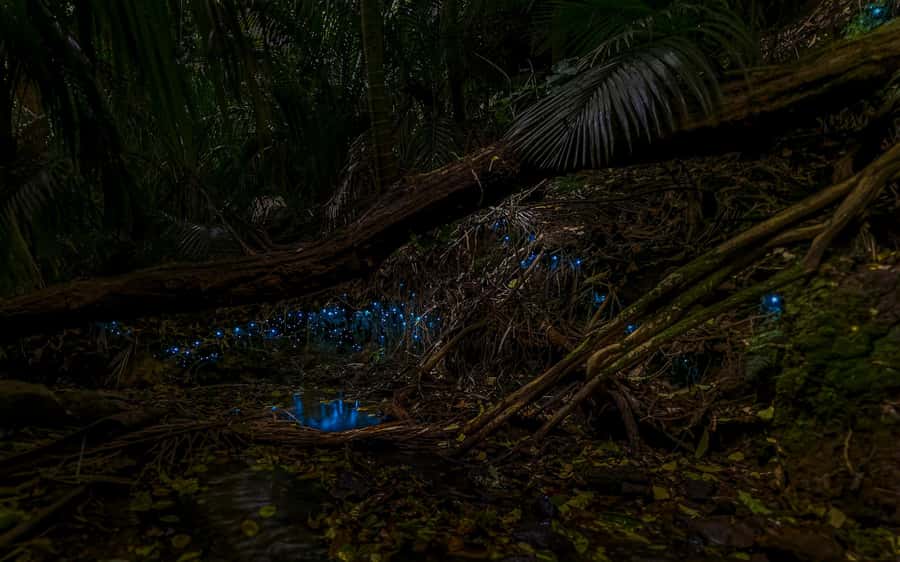 Auckland: Inner-City Glowworm Experience in Ancient Volcano - Meeting at Auckland Domain
