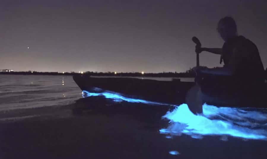 Auckland: Night Kayak Tour in Glowing Bioluminescent Waters - Auckland’s sea sparkle after sunset