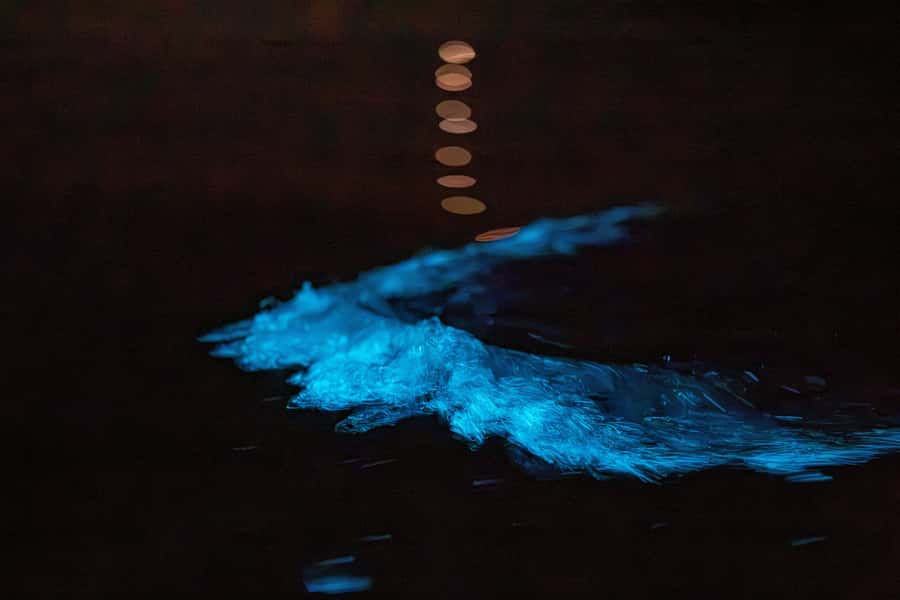 Auckland: Night Kayak Tour in Glowing Bioluminescent Waters - The 30-minute safety briefing
