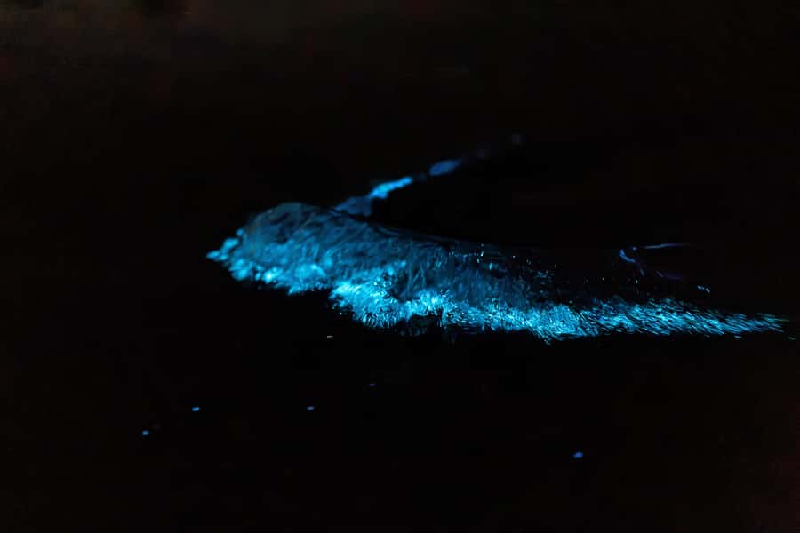 Auckland: Night Kayak Tour in Glowing Bioluminescent Waters - Fish, stars, and the four tiny light-makers