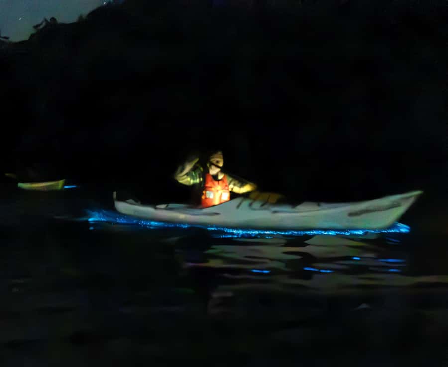 Auckland: Night Kayak Tour in Glowing Bioluminescent Waters - Is $56 good value?
