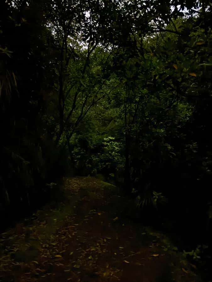 Auckland North Shore Glowworm Tour - Key points at a glance