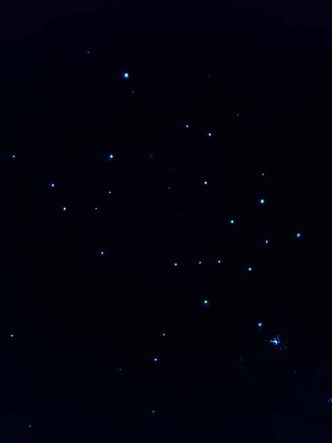 Auckland North Shore Glowworm Tour - Walking through Awaruku Reserve after dusk