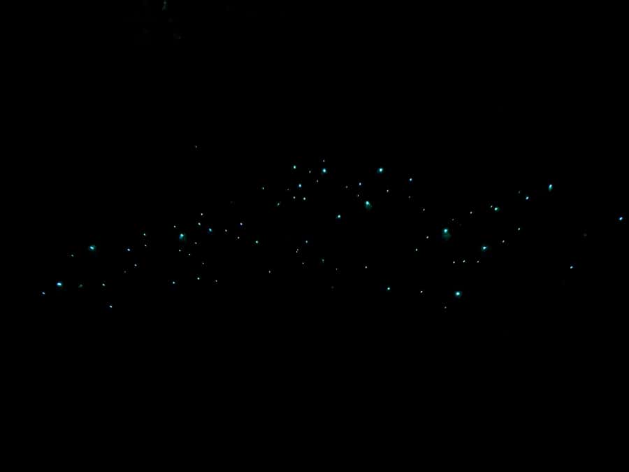 Auckland North Shore Glowworm Tour - Meeting at Hairluxx Boutique in Torbay