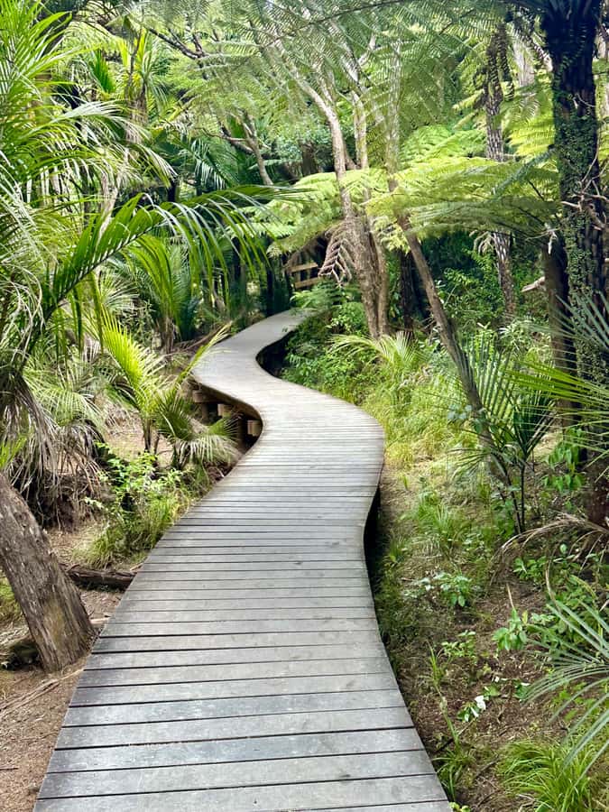 Auckland: Piha Beach, Rainforest, & Mount Eden Private Tour - What the private guide adds