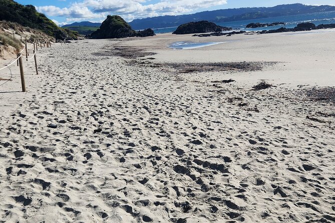 Auckland Private Custom Journeys in Luxury - Goat Island Marine Reserve: plan carefully for water activities