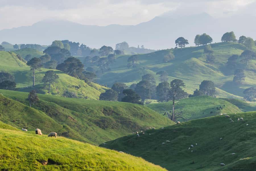 Auckland: Private Hobbiton Movie Set & Waitomo Caves Tour - The return to Auckland