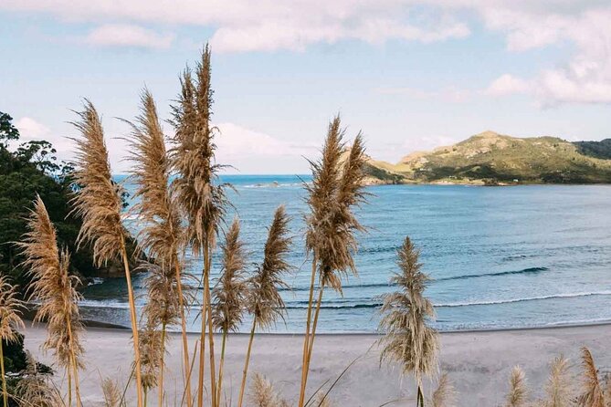 Auckland Region | Island Hopper Package Tour (2 Guests Minimum) - Great Barrier Island, two hours on the ground