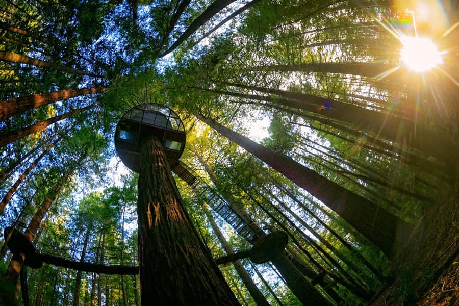Auckland: Rotorua Highlights w Redwoods Treewalk & Hot Tubs - Key points to know before booking