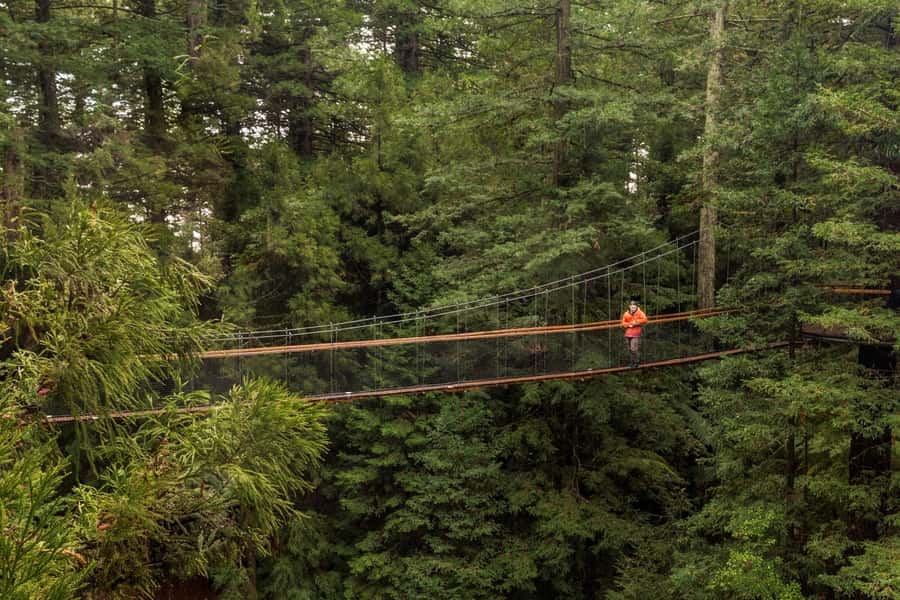 Auckland: Rotorua Highlights w Redwoods Treewalk & Hot Tubs - Getting your bearings in Rotorua