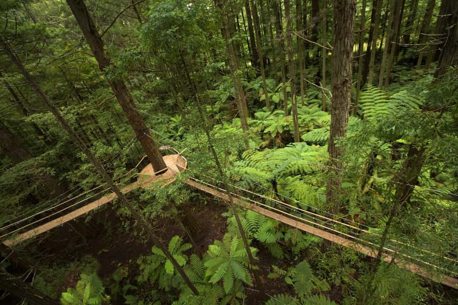 Auckland: Rotorua Highlights w WaiOTapu & Redwoods Treewalk - The long return to Auckland