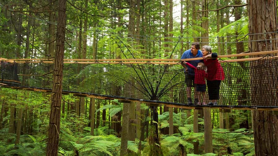 Auckland: Rotorua Highlights with Redwoods Treewalk & Spa - The return to Auckland and the value of secret stops