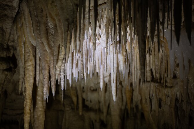 Auckland: Rotorua Māori Village, Waitomo Caves & Lunch - Is $257.54 a fair price?