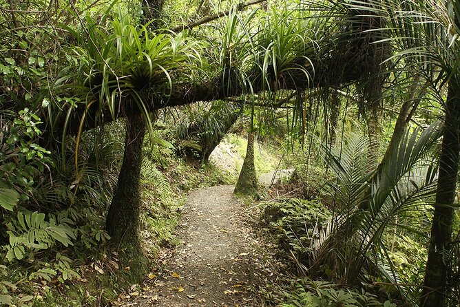 Auckland's Wild West Coast & Black Sand Beaches Tour inc Lunch - Muriwai Beach shows Auckland at its wildest