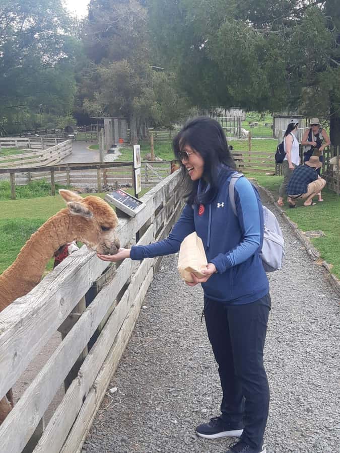 Auckland: Sheepworld, Honey Centre, & Kauri Trail Tour - What to bring and what to expect