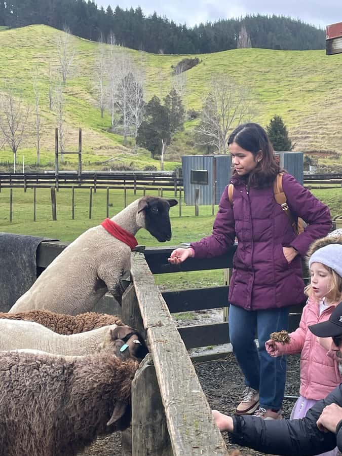 Auckland: Sheepworld, Honey Centre, & Kauri Trail Tour - Why this Auckland day tour works