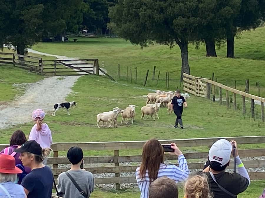 Auckland: Sheepworld, Honey Centre, & Kauri Trail Tour - Honey Centre: tasting Manuka and watching live bees