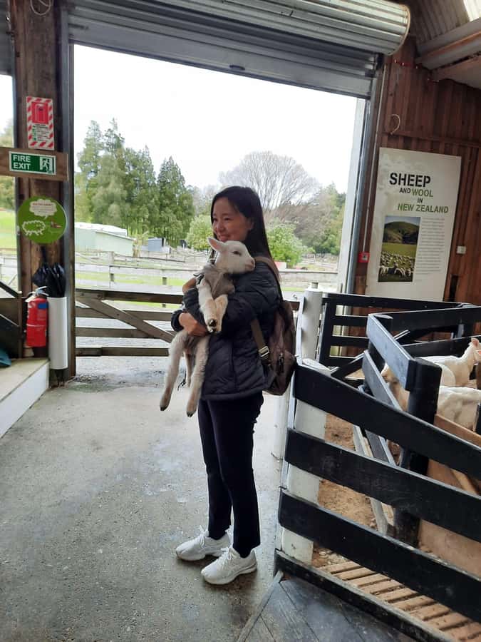 Auckland: Sheepworld, Honey Centre, & Kauri Trail Tour - Sheepworld and the working sheepdog show