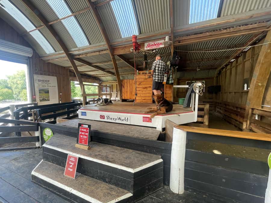 Auckland: Sheepworld, Honey Centre, & Kauri Trail Tour - The Parry Kauri Trail and its ancient trees