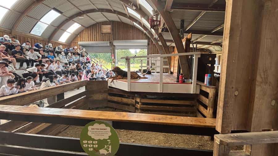 Auckland: Sheepworld, Honey Centre, & Kauri Trail Tour - What the six-hour schedule feels like