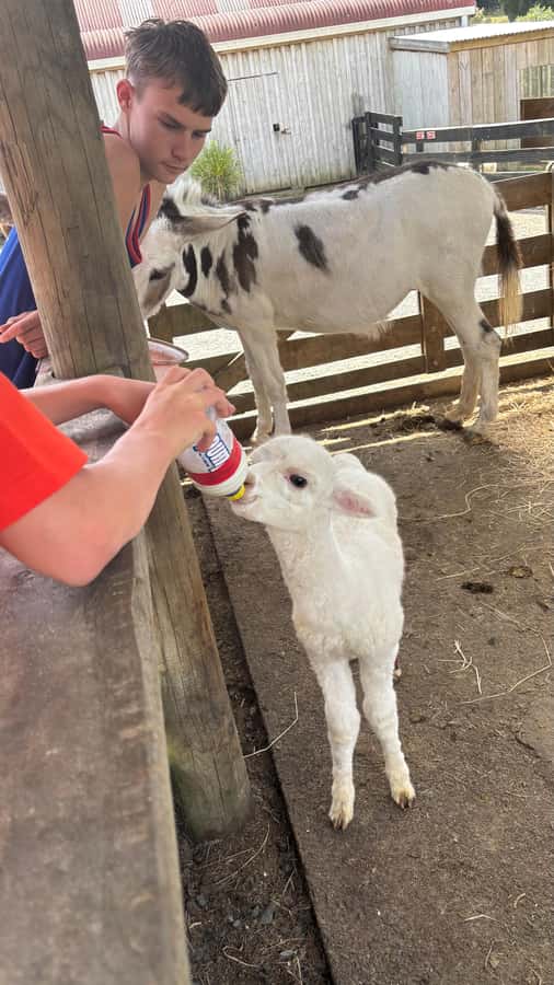 Auckland: Sheepworld, Honey Centre, & Kauri Trail Tour - Small-group transport and pickup details