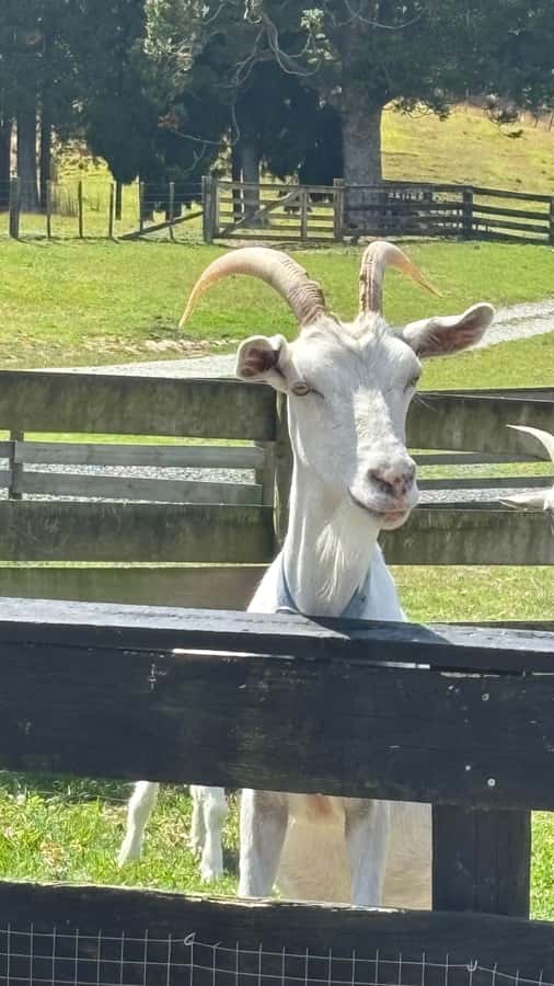 Auckland: Sheepworld, Honey Centre, & Kauri Trail Tour - Is $172 per person good value?