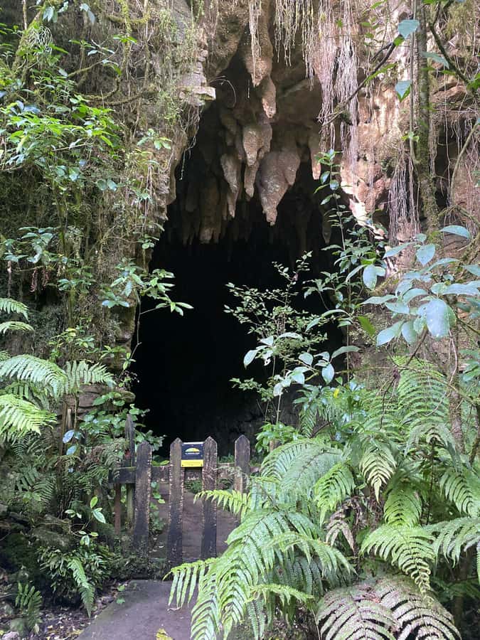 Auckland: Spellbound Glowworm Caves Explorer Tour - Practical tips for a smoother day