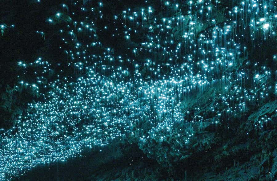 Auckland: Spellbound Glowworm Caves Explorer Tour - Walking through the first cave