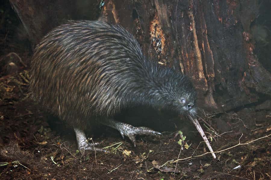 Auckland (Tawharanui): Wild Kiwi Bird Spotting Encounter - What seeing a kiwi in the wild is really like