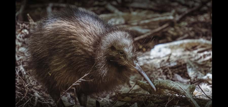 Auckland (Tawharanui): Wild Kiwi Bird Spotting Encounter - A chance of blue shoreline bioluminescence