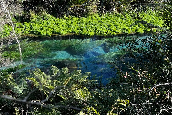 Auckland: TE PUIA Rotorua, Polynesian Spa & Blue Springs Day Tour - Blue Spring and the Te Waihou Walkway