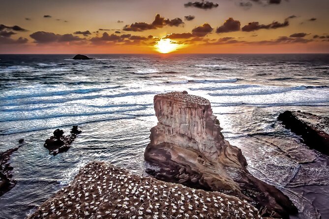 Auckland Thermal Pool and Muriwai Beach Sunset Day tour - From warm water to Muriwai’s west coast