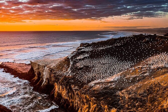 Auckland Thermal Pool and Muriwai Beach Sunset Day tour - What to pack and how to plan