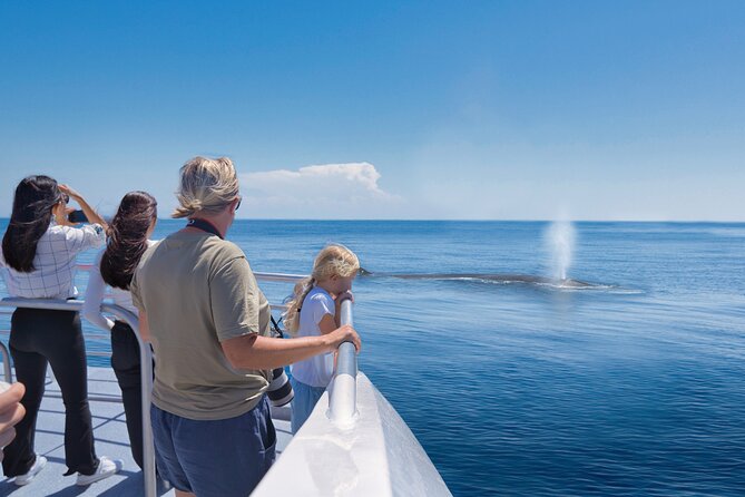 Auckland: Tikapa Moana Dolphin, Whale and Island Cruise - Stories of sea, islands, and Ngāi Tai ki Tāmaki