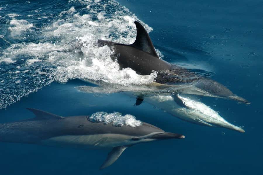 Auckland: Tikapa Moana Whales, Dolphins and Islands Cruise - Key points to know before sailing