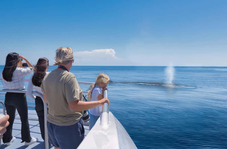 Auckland: Tikapa Moana Whales, Dolphins and Islands Cruise - Rotoroa Island: trails, views, and a quieter break