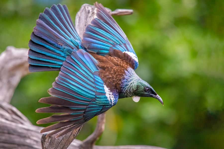 Auckland: Tiritiri Matangi Island Ferry - Key points to know before you go