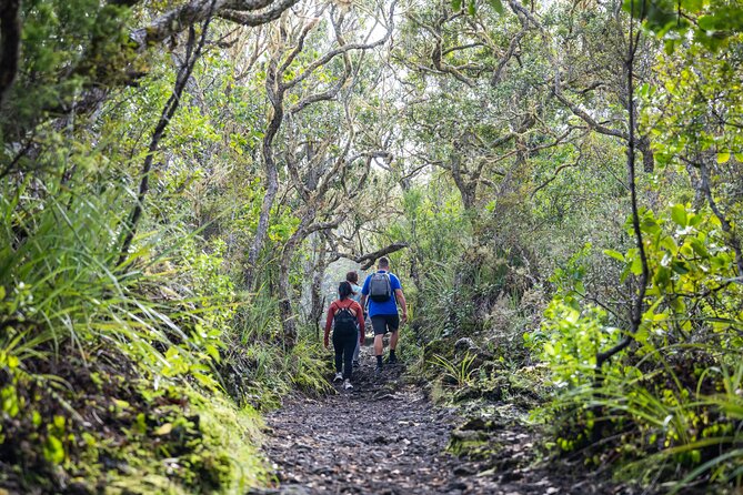 Auckland to Rangitoto Island Ferry - Lava fields, native bush, and the island’s unusual feel