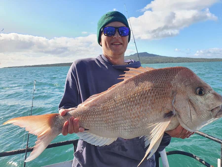 Auckland: Twilight Fishing Charter 5pm - 9:30pm - Fishing for snapper, kahawai, and gurnard