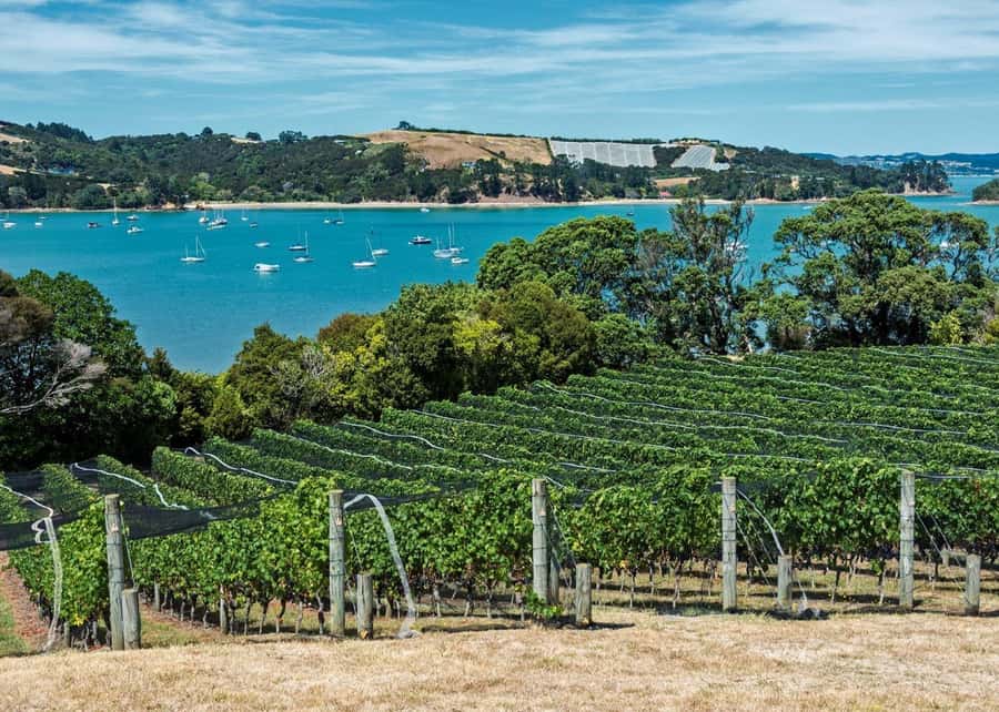 Auckland: Waiheke Island Luxury Experience Private Tour - A beach pause and a gourmet lunch