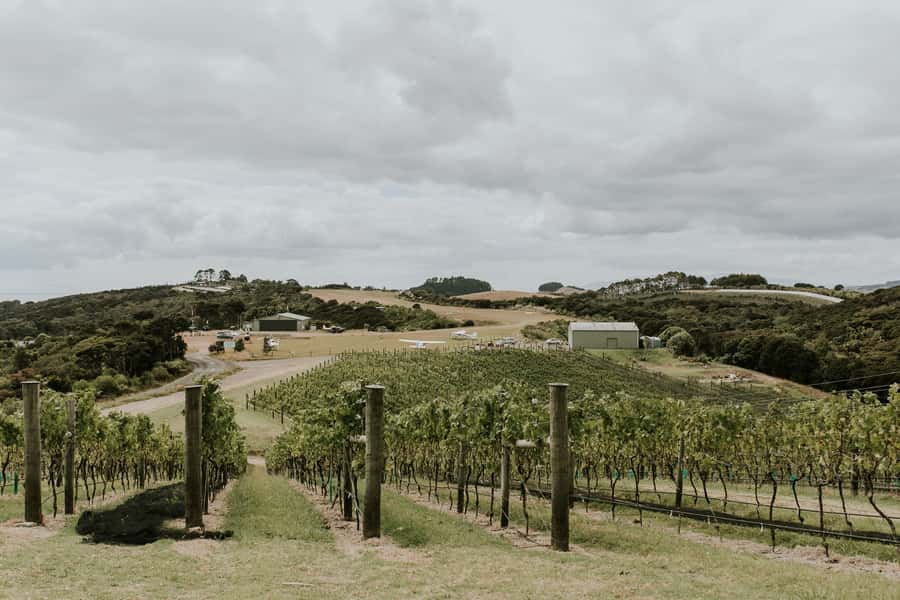 Auckland: Waiheke Island Wine and Food Tasting with Flights - The three-course lunch and premium tasting