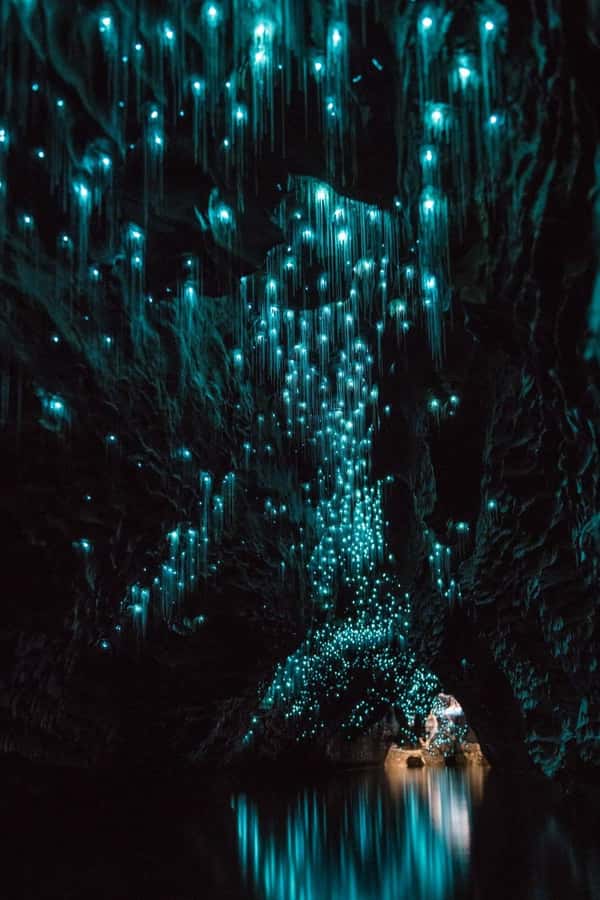 Auckland: Waitomo Caves & Rotorua - Te Puia Small-Group Tour - Key points at a glance