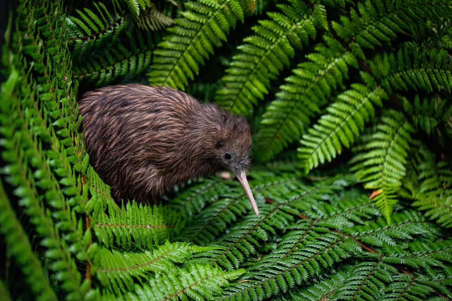 Auckland: Waitomo Caves & Te Puia Rotorua w Picnic Lunch - Early Pickup From Auckland Hotels