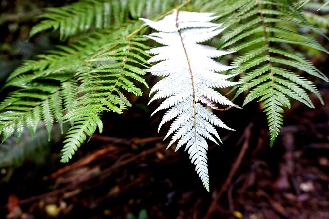 Auckland West Coast Half-Day Private Tour - What makes the guiding valuable