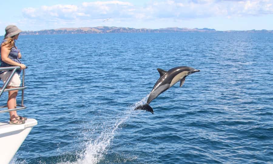Auckland: Whale and Dolphin Watching Half-Day Eco Cruise - Key points to know before sailing